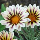 60 Seeds Gazania White Yellow Petals Purple Stripe Fresh Seeds