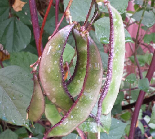 12 Seeds Green Purple Hyacinth Bean Fresh Seeds