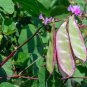 12 Seeds Green Purple Hyacinth Bean Fresh Seeds