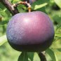 40 Seeds Black Plum Prunus Lydecker Fruit Fresh Seeds