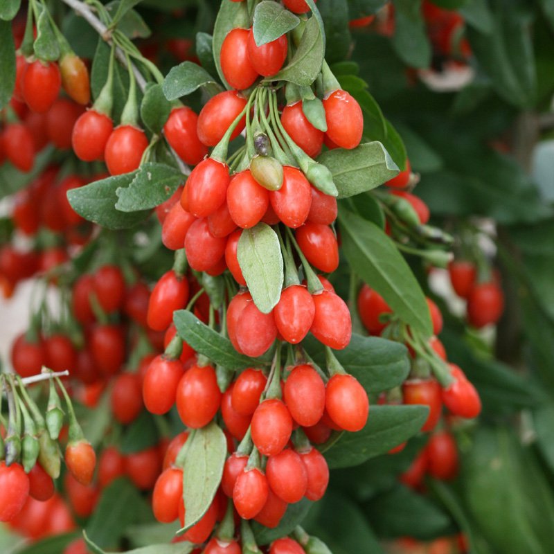 120 Seeds Fresh Goji Chinese Wolfberry Fresh Seeds