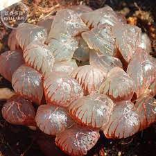 10 Seeds Haworthia Hybrid Bonsai Succulent Fresh Seeds