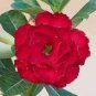 4 Seeds Variegated Adenium Red Dragon Desert Rose Fresh Seeds