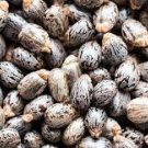 200 Seeds Castor Bean Plant Fresh Seeds