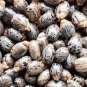 200 Seeds Castor Bean Plant Fresh Seeds