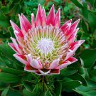 100 Seeds Rare Protea Cynaroides Bonsai Fresh Seeds