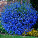 400 Seeds Lobelia Blue Hanging Bonsai Fresh Seeds
