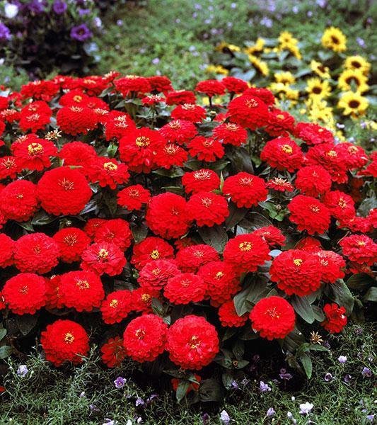 100 Seeds Zinnia Dreamland Red Flower Fresh Seeds
