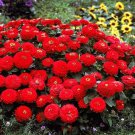 100 Seeds Zinnia Dreamland Red Flower Fresh Seeds