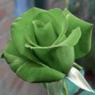 100 Seeds Chinese Green Rose Seedling Fresh Seeds