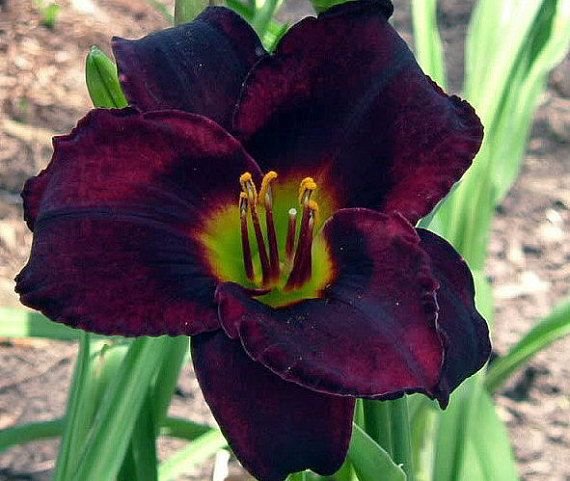 200 Seeds Hybrid Taglilie Hemerocallis Lily Fresh Seeds