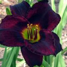 200 Seeds Hybrid Taglilie Hemerocallis Lily Fresh Seeds