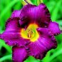 200 Seeds Hybrid Taglilie Hemerocallis Lily Fresh Seeds