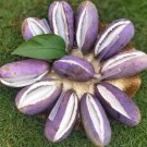 40 Seeds Holboellia Latifolia Wall Fruit Fresh Seeds