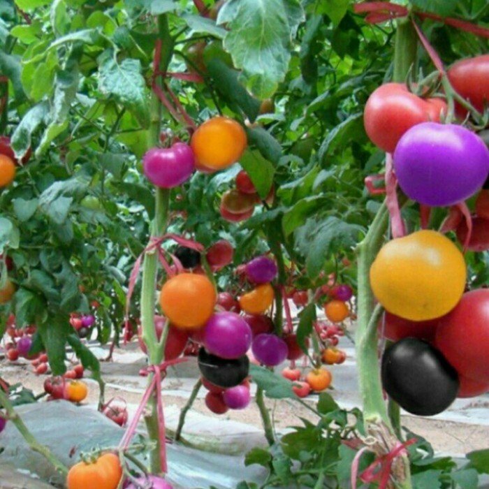 200 Seeds Rare Imported Rainbow Tomato Fresh Seeds