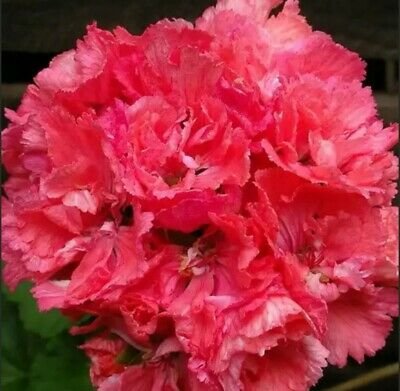 20 Seeds 'Liuyu' Pinkish Red Geranium Flowers Fresh Seeds