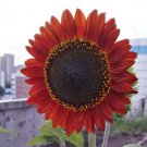 60 Seeds Sunset Rust Red Sunflowers Fresh Seeds
