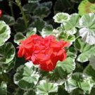 20 Seeds Geranium 'Wilhelm Langguth' Fresh Seeds