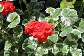 20 Seeds Geranium 'Wilhelm Langguth' Fresh Seeds