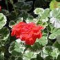 20 Seeds Geranium 'Wilhelm Langguth' Fresh Seeds
