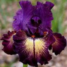 40 Seeds Heirloom 'Hailona' Iris Tectorum Flower Fresh Seeds