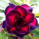 4 Seeds 'Ge Woo' Taiwan Adenium Desert Rose Fresh Seeds