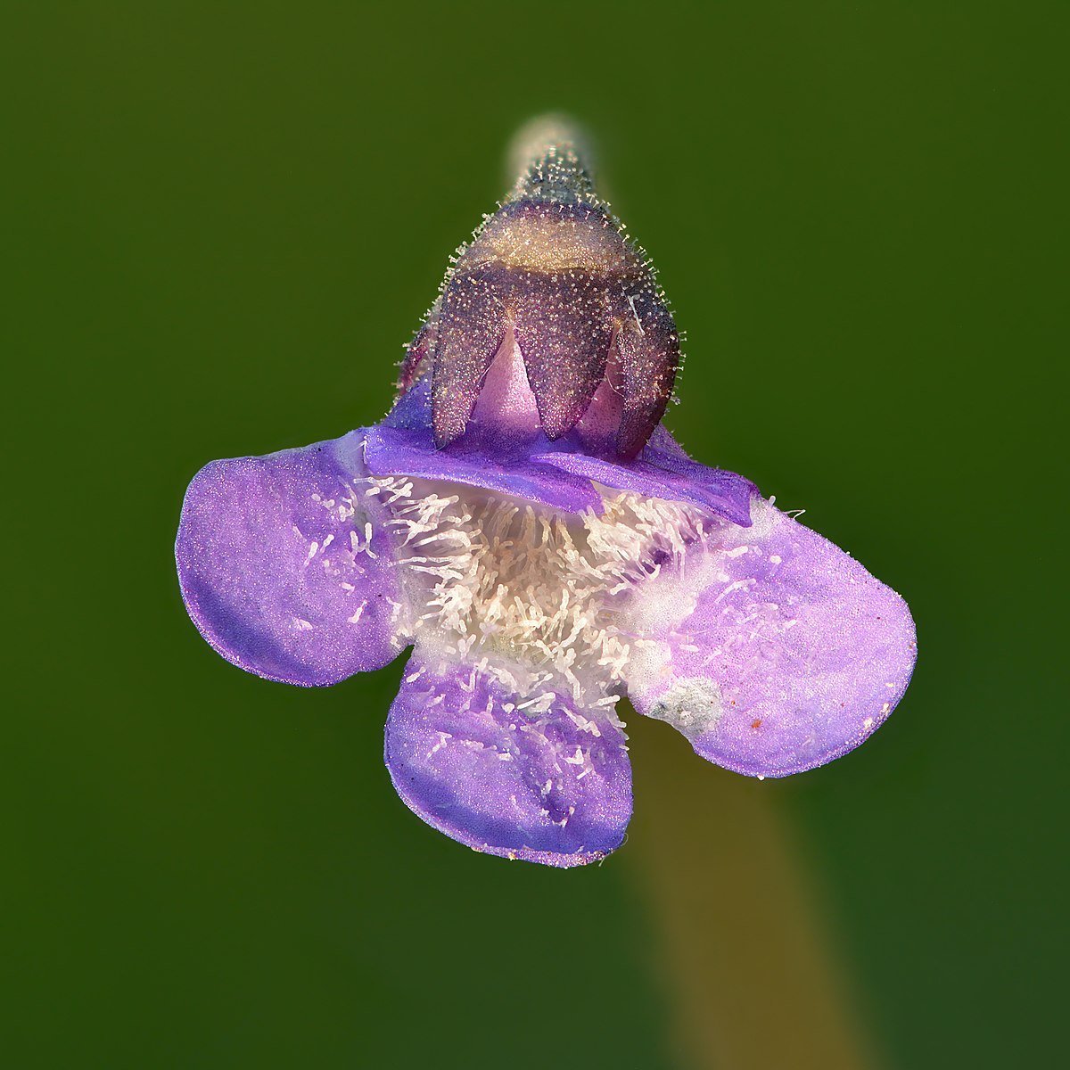 200 Seeds Pinguicula Vulgaris Sundew Plant Fresh Seeds