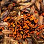 2 Seeds Strelitzia Reginae Bird of Paradise Fresh Seeds