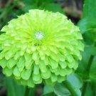 100 Seeds Zinnia Dahlia Giant Lime Queen Zinnia Fresh Seeds