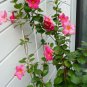 200 Seeds Mandevilla Sanderi Flowering Plant Fresh Seeds