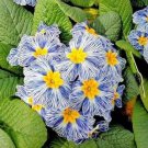 60 Seeds Rare Blue White Striped Evening Primrose Fresh Seeds