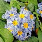 60 Seeds Rare Blue White Striped Evening Primrose Fresh Seeds