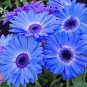 200 Seeds Gerbera Daisy Majorette Blue Halo Flowers Fresh Seeds