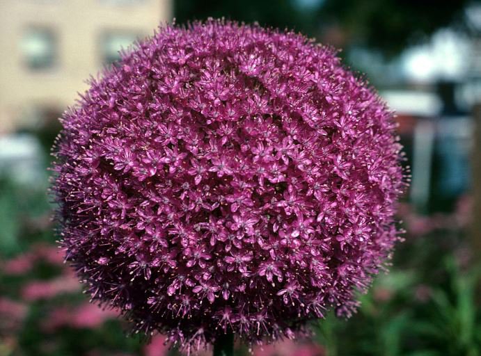 100 Seeds Heirloom Allium Giganteum Giant Onion Fresh Seeds