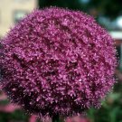 100 Seeds Heirloom Allium Giganteum Giant Onion Fresh Seeds