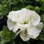 200 Seeds Double White Blanket Petunia Fresh Seeds