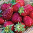 200 Seeds Elan F1 Strawberry Plant Fresh Seeds