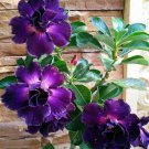 4 Seeds Desert Rose Adenium Sky Blue Double Petals Fresh Seeds