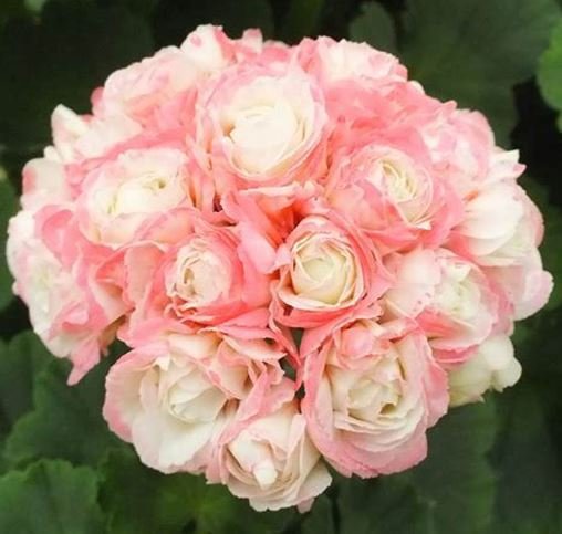 20 Seeds Geranium Appleblossom Rosebud Zonal Fresh Seeds