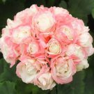 20 Seeds Geranium Appleblossom Rosebud Zonal Fresh Seeds