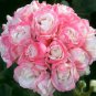 20 Seeds Geranium Appleblossom Rosebud Zonal Fresh Seeds