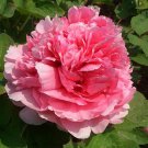 10 Seeds White Little Red Peony Shrub Flower Fresh Seeds