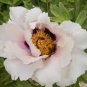 10 Seeds White Little Red Peony Shrub Flower Fresh Seeds