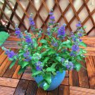 200 Seeds Agastache Rugosa Herb Plant Fresh Seeds