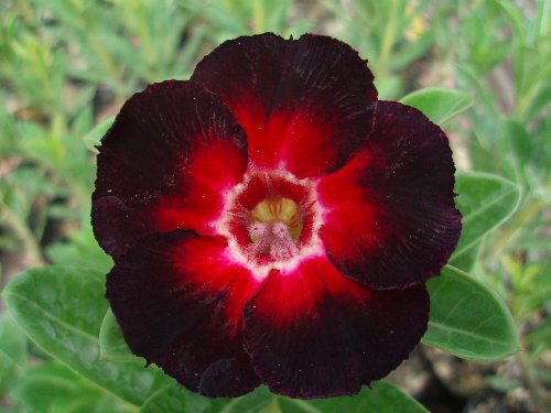 40 Seeds Adenium Black Yellow White Series Fresh Seeds