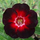 40 Seeds Adenium Black Yellow White Series Fresh Seeds