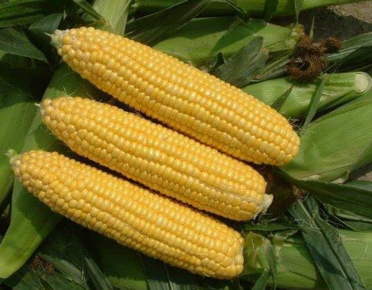 20 Seeds Heirloom Yellow Waxy Corn Vegetable Fresh Seeds