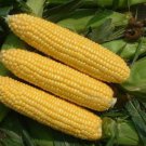 20 Seeds Heirloom Yellow Waxy Corn Vegetable Fresh Seeds