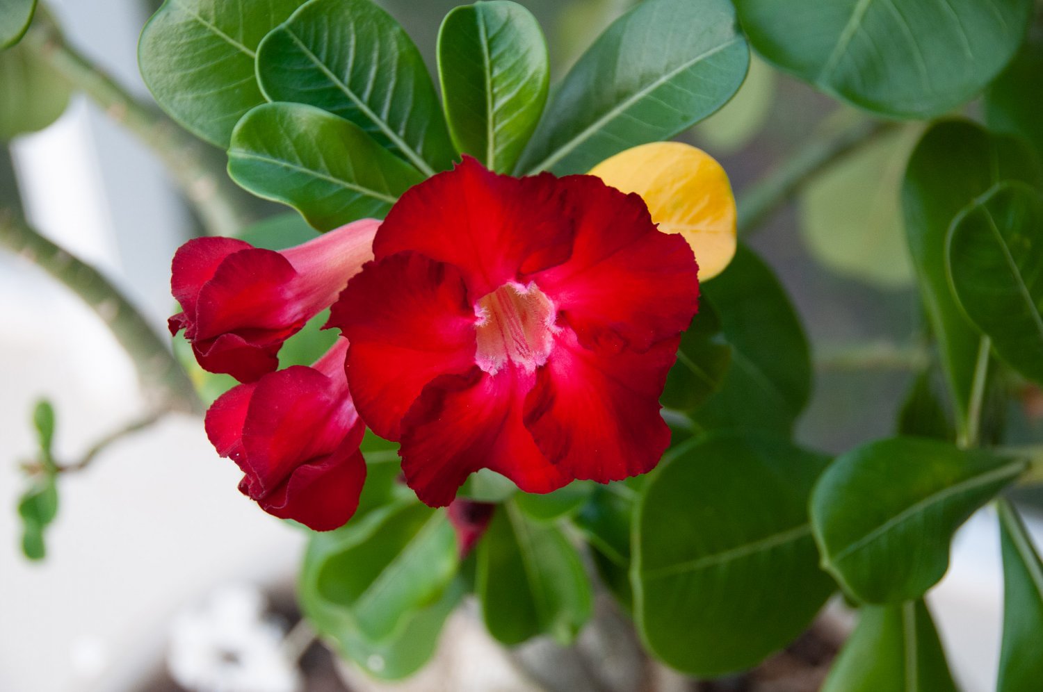 4 Seeds 'Dragon Siam' Red Adenium Desert Rose Fresh Seeds