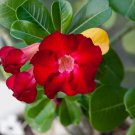 4 Seeds 'Dragon Siam' Red Adenium Desert Rose Fresh Seeds